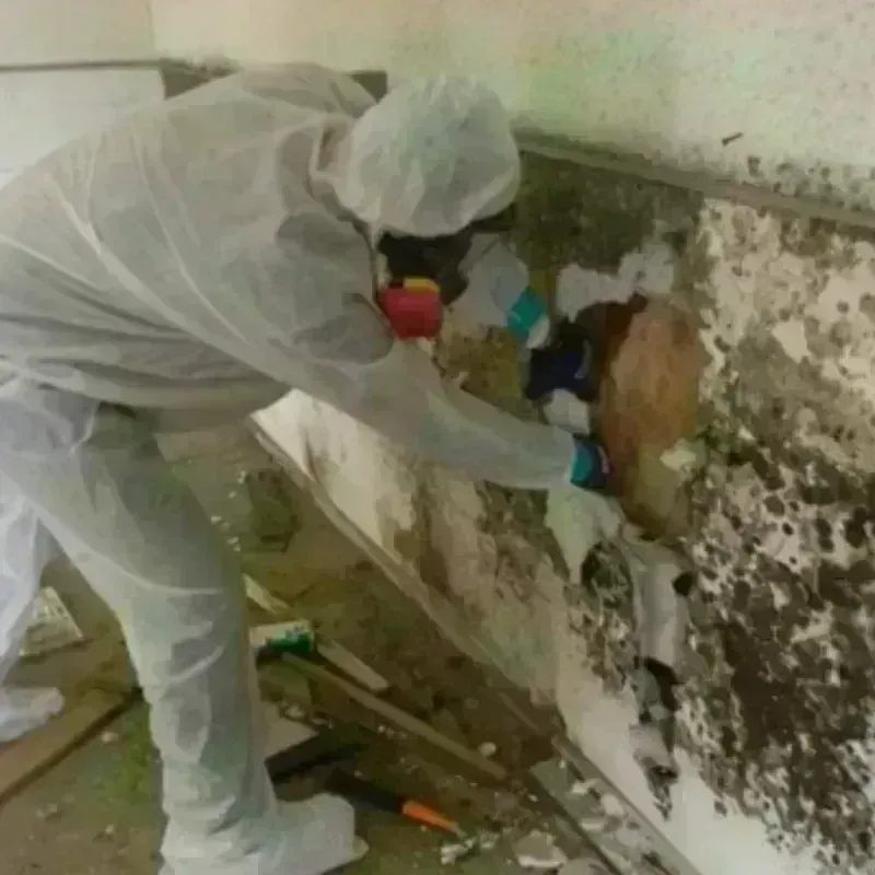 Mold Remediation and Removal in Zion, IL